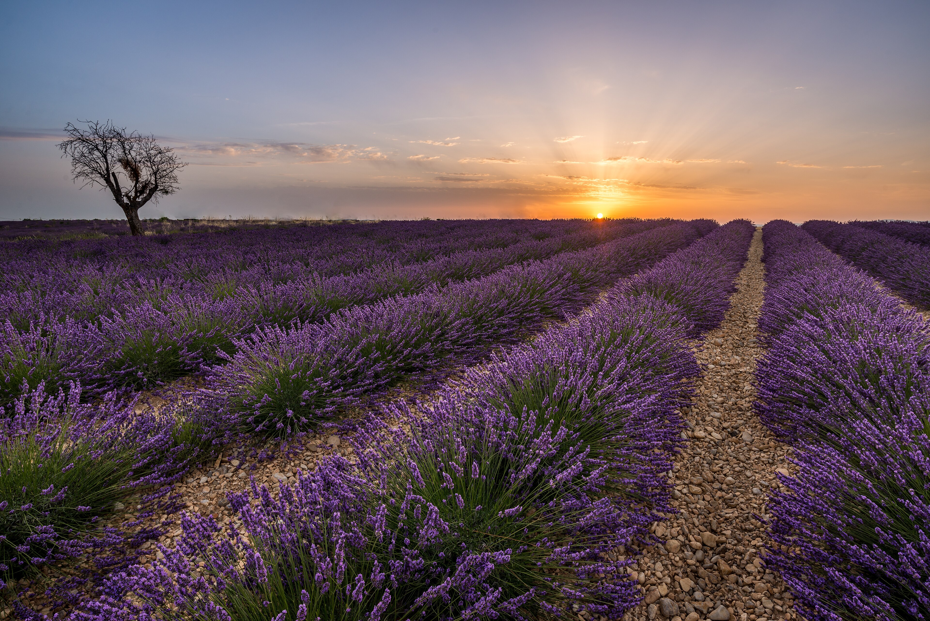 Champs de lavande en Provence